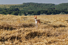 Basenji Dog On Sloping Field Of Wheat