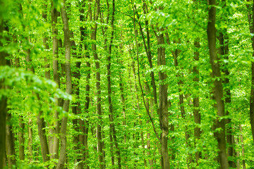 beautiful green forest