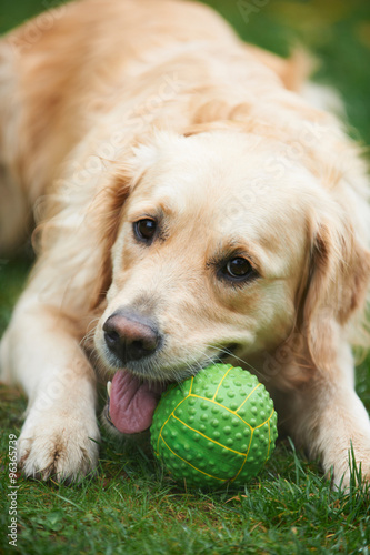 Naklejka ścienna Golden Retriever Chewing Ball In Garden