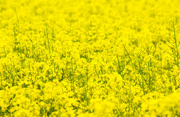 Wall Mural - flowers of oil in rapeseed field