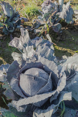 Wall Mural - Red cabbage covered with dew droplets