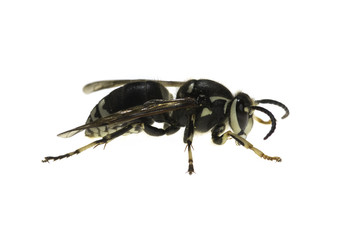 Wall Mural - Isolated Bald-faced Hornet