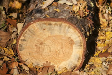 Wall Mural - Cut surface of oak trunk among fallen autumn leaves