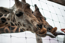 Two Giraffe Through The Cage Tongues Hanging Out Eating