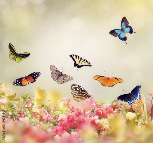 Flowers and Butterflies