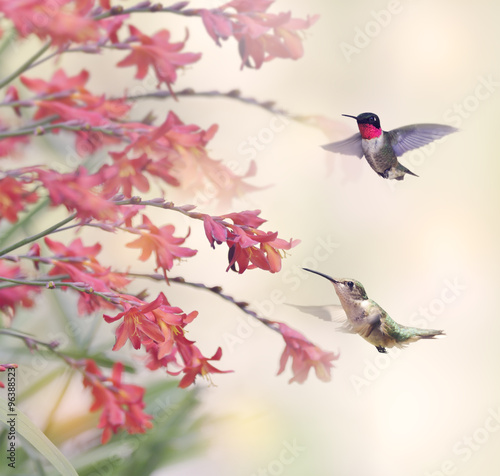 Obraz w ramie Hummingbirds and Red Flowers