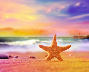 starfish on the summer beach