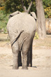 Tył słonia