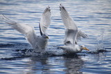 Fototapeta Sawanna - Norway Seagull 2