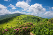 The amazing landscape of the Roan Mountain balds along the Appalachian Trail on the border of North Carolina and Tennessee in the summer.