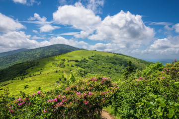 Wall Mural - The amazing landscape of the Roan Mountain balds along the Appalachian Trail on the border of North Carolina and Tennessee in the summer.