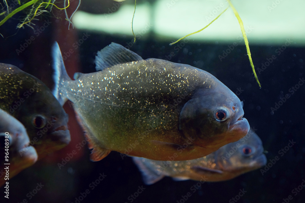 Underwater world - exotic fish in an aquarium