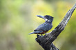 African Giant kingfisher in Kruger National park