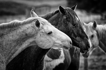 black and white shot of two horses