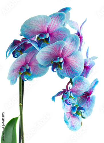 Fototapeta do kuchni stem of blue orchids