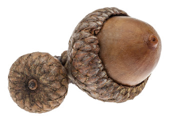 Twin Acorns