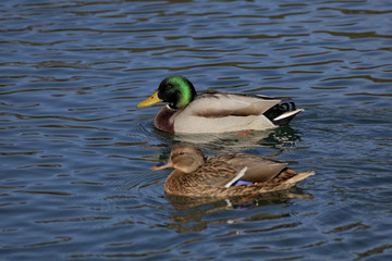 Anas platyrhynchos, Mallard, male duck at the top with female duck on a pond in Germany