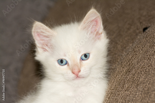Heilige Birma Katze Buy This Stock Photo And Explore