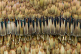 Extreme magnification - Moth and butterfly wing