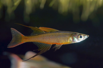 Wall Mural - threadfin rainbowfish (Iriatherina werneri)