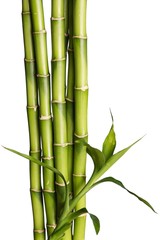  Bamboo Shoot.