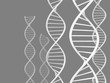 Genetics and science research concept of spiral DNA strings