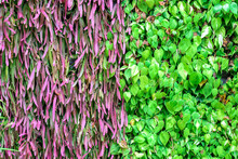 Two Tones Plant Covered On Wall.