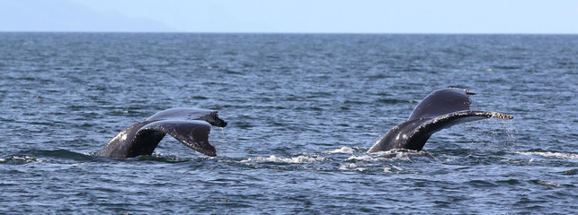 two humpback whale flukes