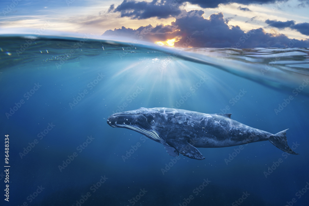whale in half air - obrazy, fototapety, plakaty 