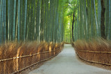 Fototapeta Bambus - Path through Arashiyama bamboo forest near Kyoto, Japan