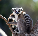 Ring-tailed lemur sitting on a tree. Madagascar. An excellent illustration.