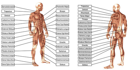 vector 3d man muscle anatomy with text isolated