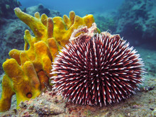 Underwater Photo Of Purple Sea Urchin.