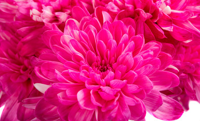 Wall Mural - beautiful magenta chrysanthemum