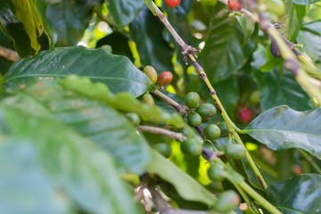 Wall Mural - Coffee beans