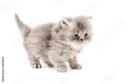Cucciolo Di Gatto Persiano A Pelo Lungo Tortie Grigio Con Occhi