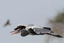 Aggressive Heron In Flight