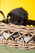 Cucciolo di gatto persiano a pelo lungo marrone tartugato che sporge da una cesta di vimini