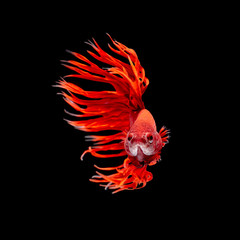 Sticker - Betta fish