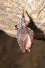 Greater horseshoe bat( Rhinolophus ferrumequinum)