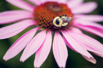 Wall Mural - bee on a coneflower