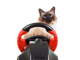 Cat playing a video game console, isolated on white