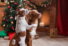 Dog Jack Russell Terrier And Dog Nova Scotia Duck Tolling Retriever Holiday, Christmas And New Year