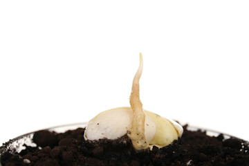 Canvas Print - Germinating seed in soil isolated on white