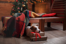 Dog Jack Russell Terrier Holiday, Christmas And New Year