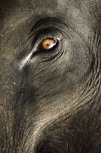 Elephant Close Up With Beautiful Orange Eye ..