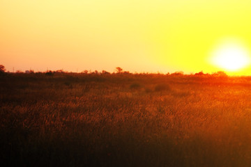 Sticker - Beautiful sunrise on a field