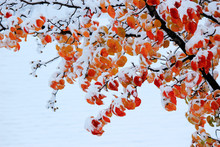 First Snow On Red Leaves