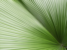 Green Palm Leaf For Background