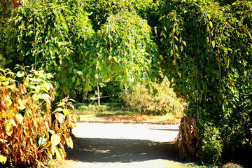 Path in the green park